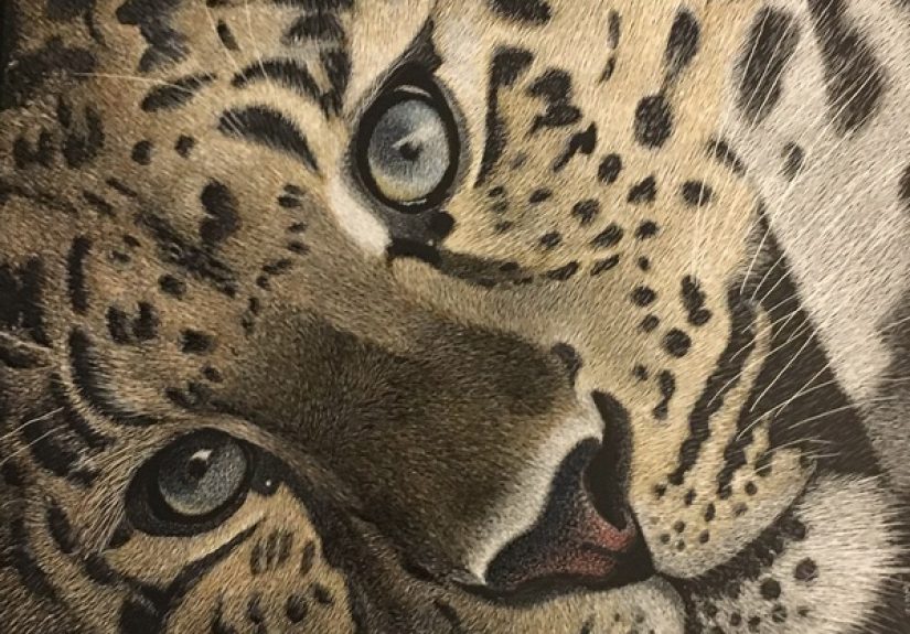 I Found This Cheetah on the Internet  Her Face and Particularly Her Baby Blue Eyes Were Telling Me: “Paint Me, I Dare You!”… What Else Is There for Me to Say…?  luzimmscratchart.com