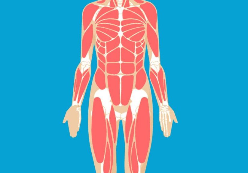 Piriformis Origin, Anatomy & Function