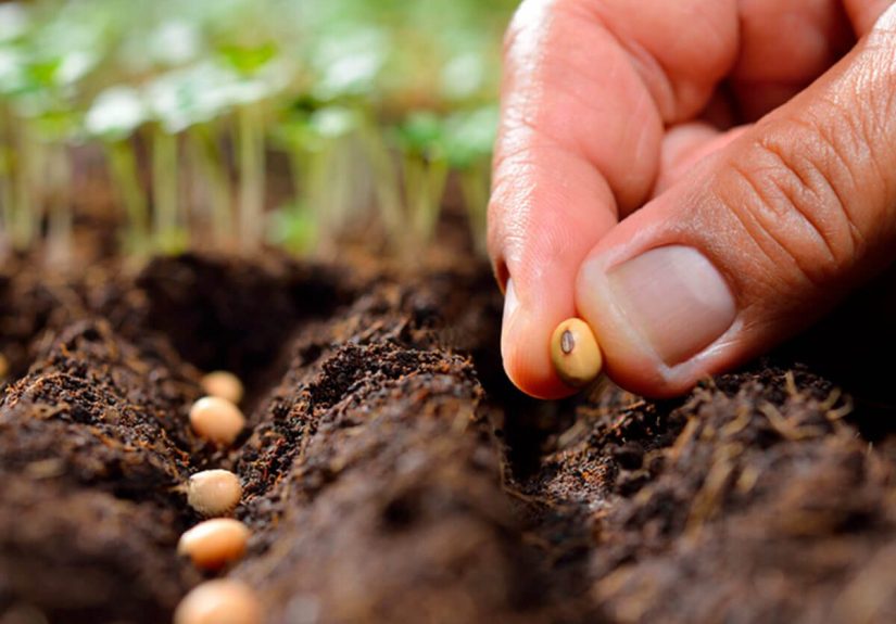 Planting Calendar: When to Plant These Popular Vegetables