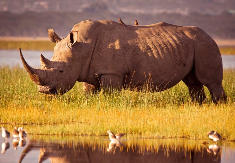 Scientists Are Trying to Resurrect the Northern White Rhino