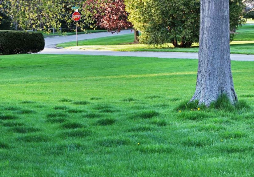 Why Are There Thick Patches of Grass On My Lawn?