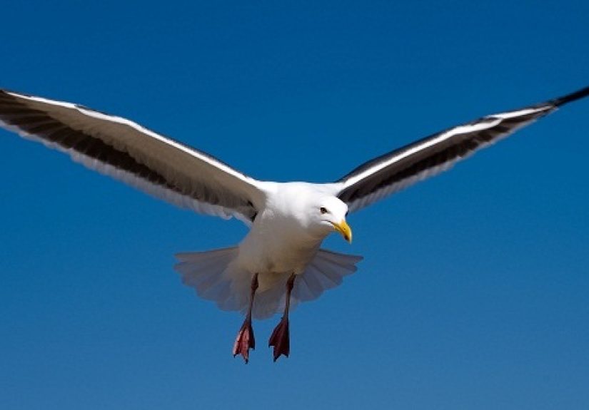 10 Crazy Facts About Seagulls