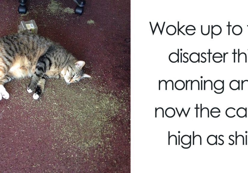 224 Times People Left Their Pets Alone, And Deeply Regretted It (Add Yours)