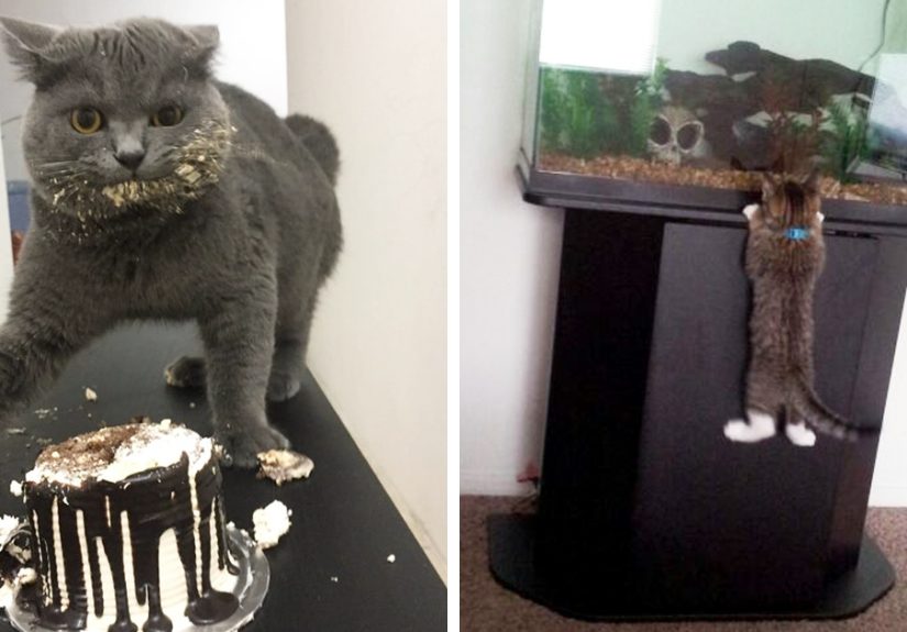 236 Times Pets Were Caught Red-Handed