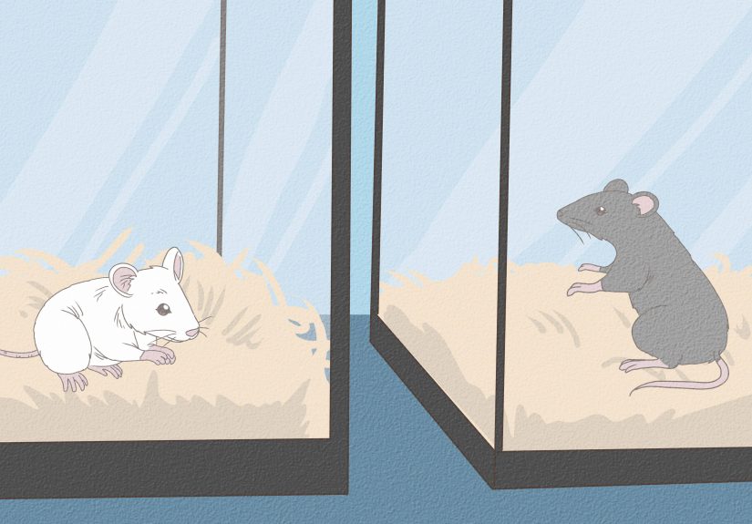 3 Ways to Catch and Look After Wild Mice
