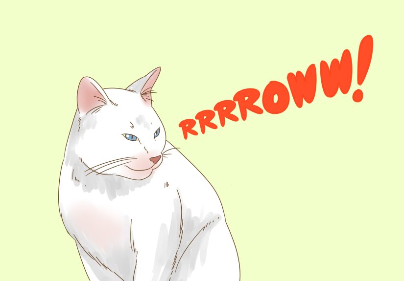 3 Ways to Communicate with Your Cat