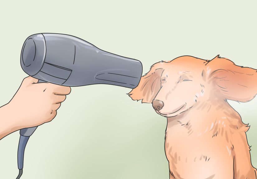 3 Ways to Groom a Longhair Dachshund