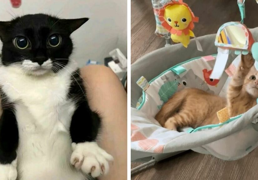 43 Pictures Of Animals Whose Happiness Just Radiates Off The Screen