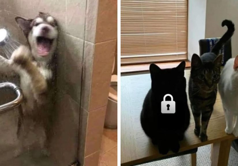 50 Hilariously Chaotic Animal Pics That Hit Harder Than Monday Morning