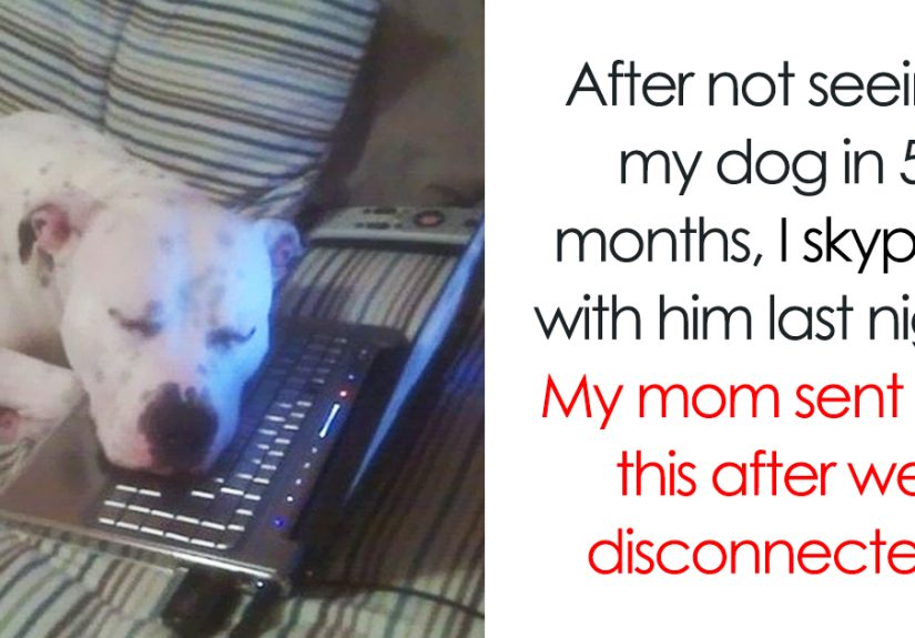 50 Of The Happiest Dog Memes Ever