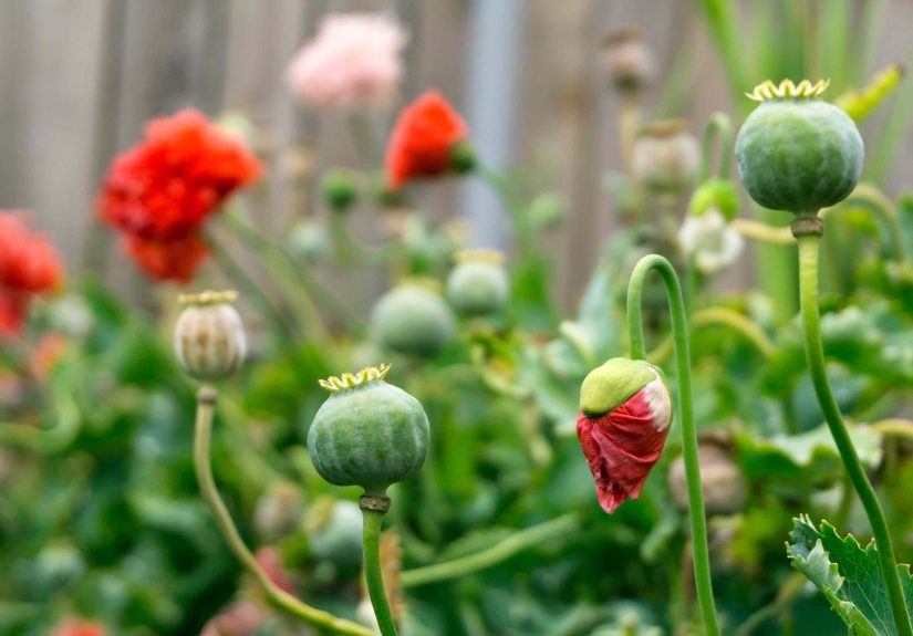 6 Signs It’s Time to Stop Deadheading and Let Nature Take Over