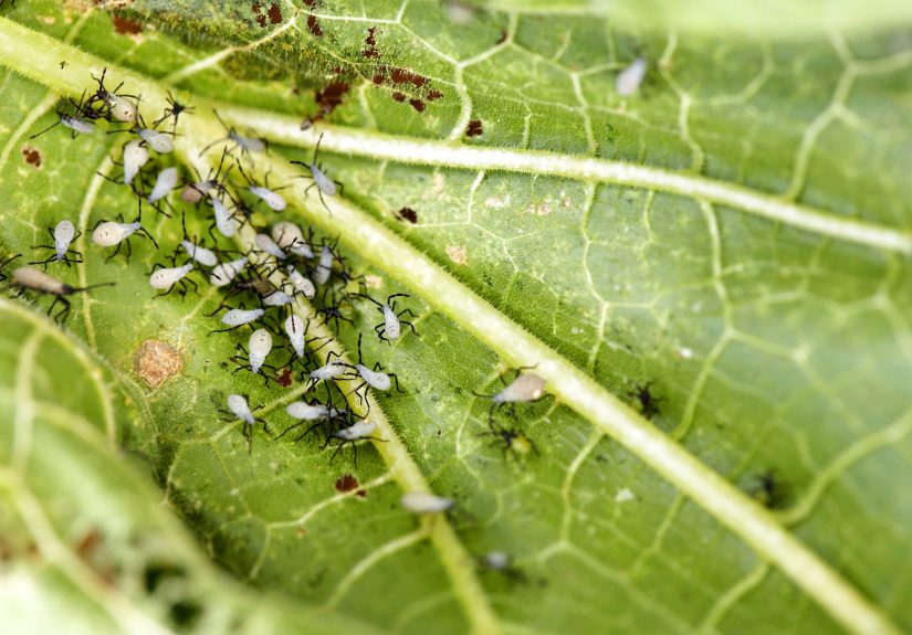 8 Tips for Getting Rid of Squash Bugs Naturally Before They Devour Your Plants