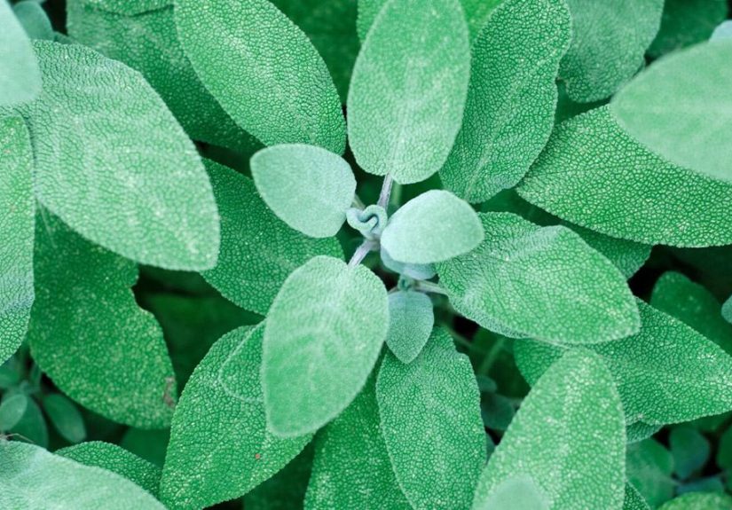 9 Emerging Benefits and Uses of Sage Tea