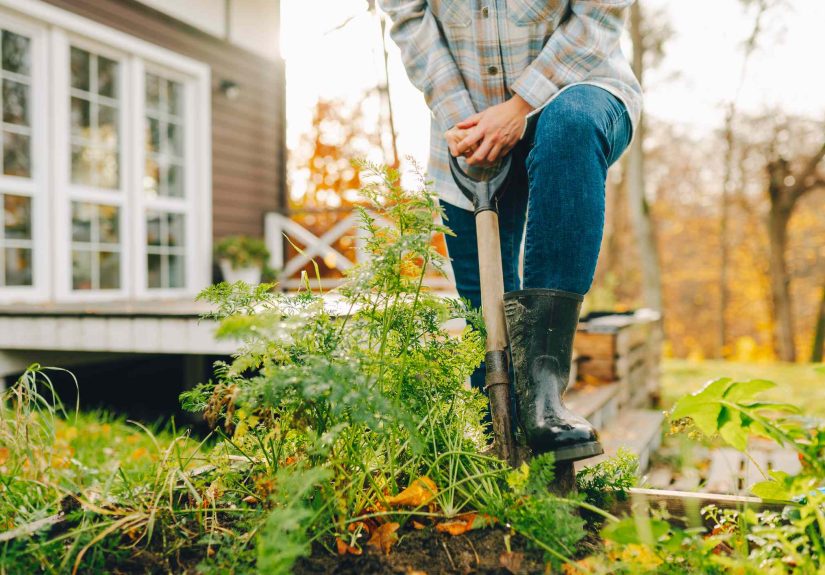 9 Flowering Perennials You Can Plant in November for Beautiful Spring Blooms