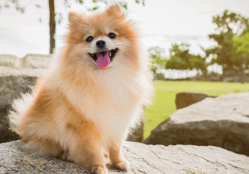9 Great Dog Breeds for Seniors