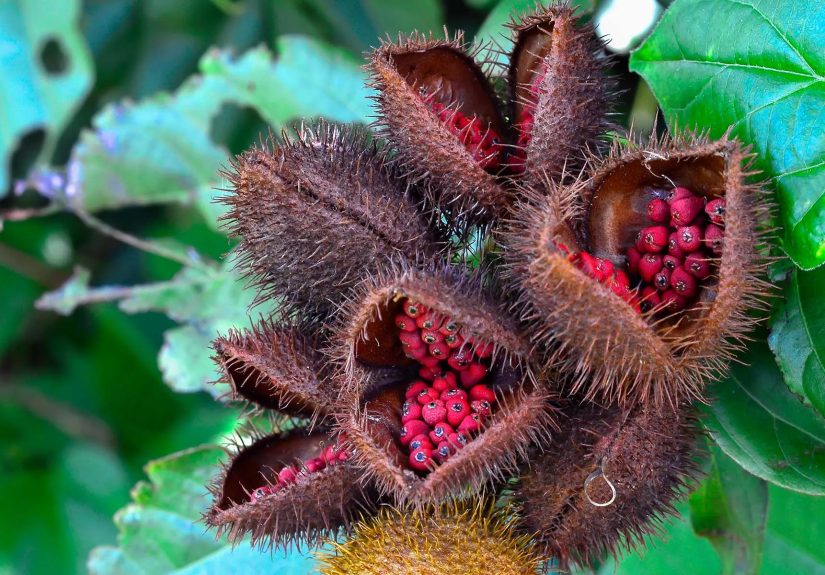 Annatto: Seeds, Extract, Powder, and Oil