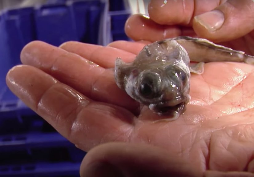 Gross New Species of Fish Found in Antarctica