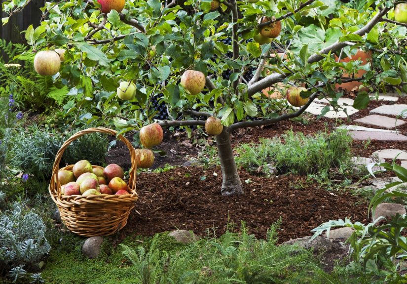 Growing Fruit Trees: A Beginner's Guide to Bountiful Harvests