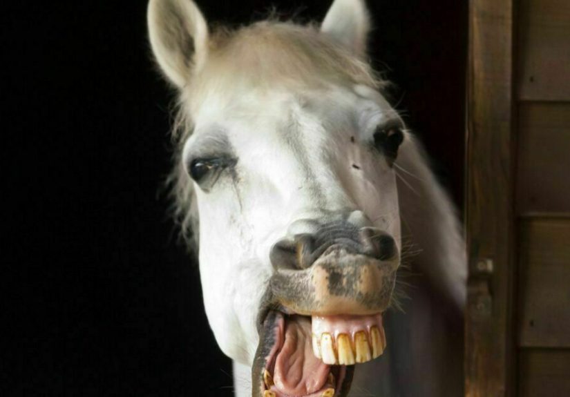 Hey Pandas, Photoshop This Horse