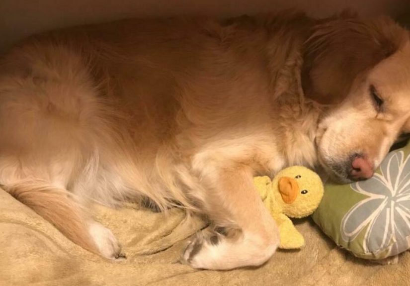 Hey Pandas, Post A Picture Of Your Pet Sleeping