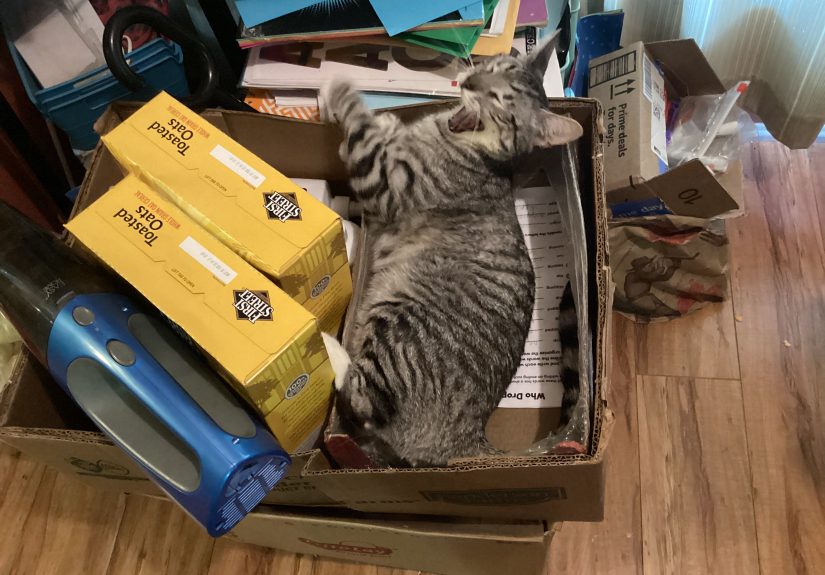 Hey Pandas, Post The Weirdest Picture Of Your Pet/S That You Have