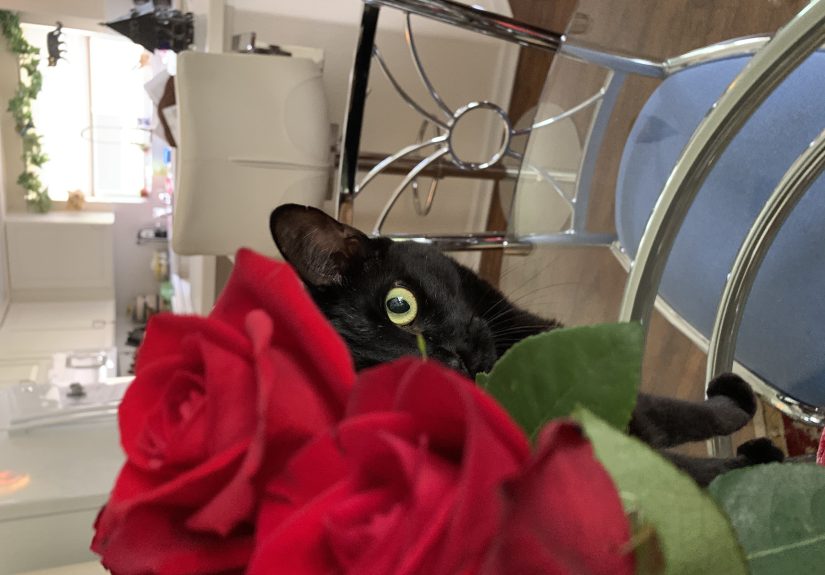 Hey Pandas, Show Me Your Cat Posing With Flowers.