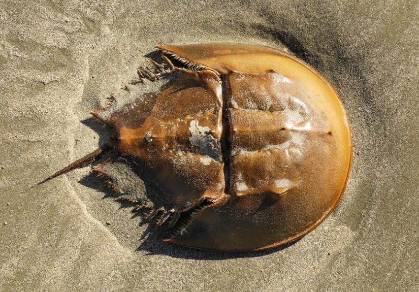 Horseshoe Crab Blood - Crab Blood Uses, Vaccine