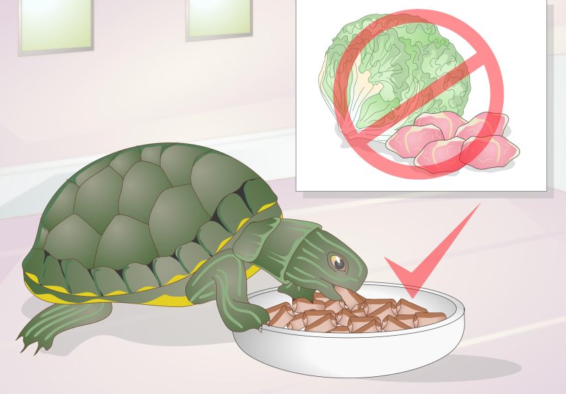 How to Apply Medication to a Turtle's Eyes: 10 Steps
