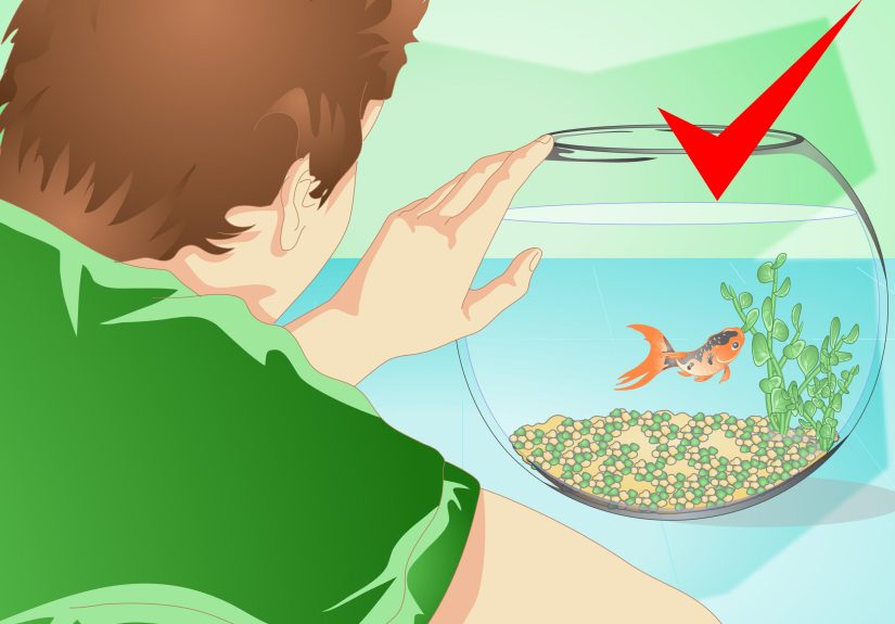 How to Change the Water in a Fish Bowl: 14 Steps