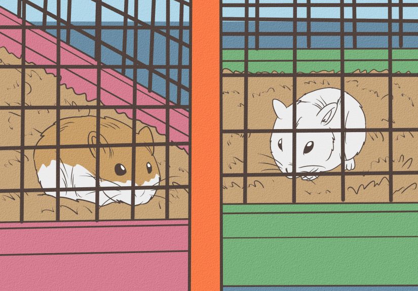 How to Determine the Sex of a Dwarf Hamster: 9 Steps