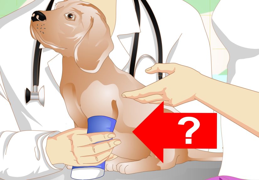How to Diagnose Broken Bones in Dogs (and Signs to Look For)