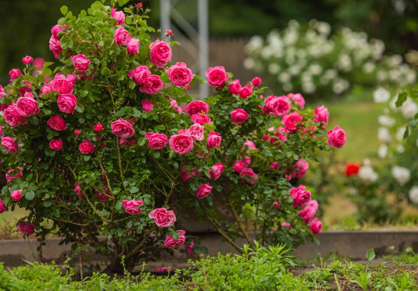How to Easily Grow Rose Cuttings in Potatoes, According to a Gardener