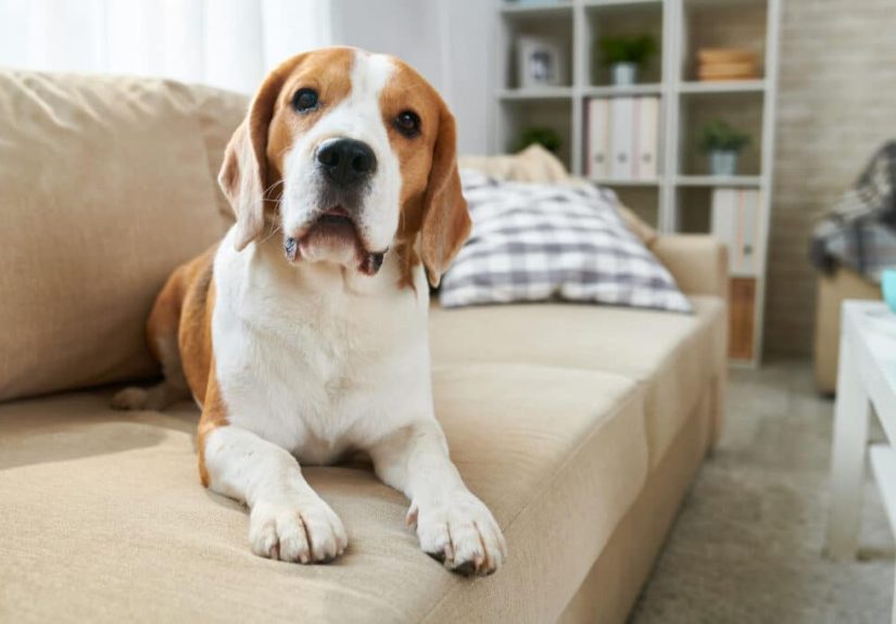 How to Get Rid of Fleas