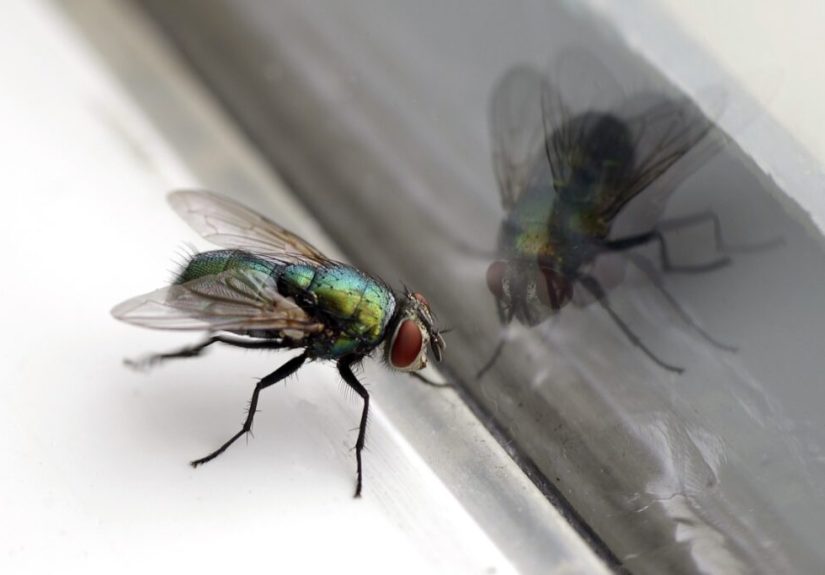 How to Get Rid of Flies