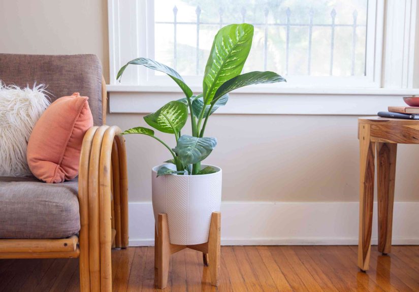 How to Grow and Care for Dieffenbachia