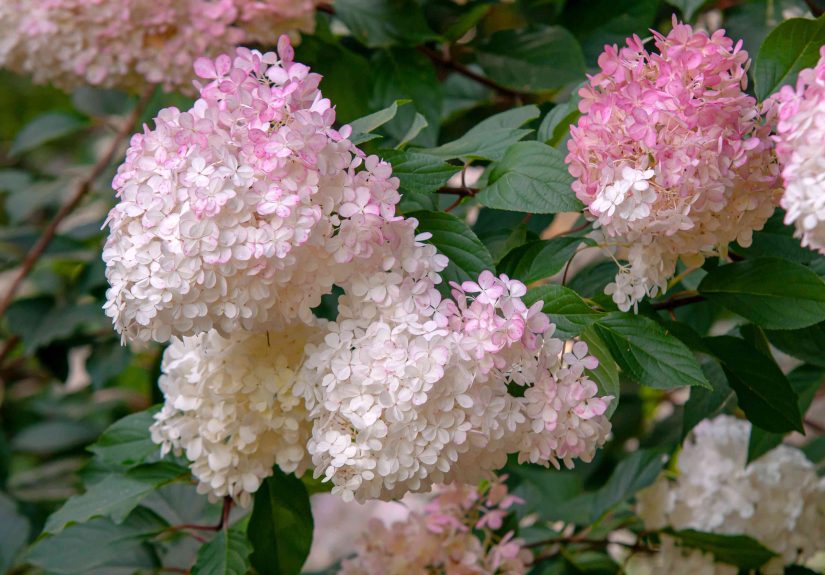 How to Grow and Care for Vanilla Strawberry™ Hydrangea