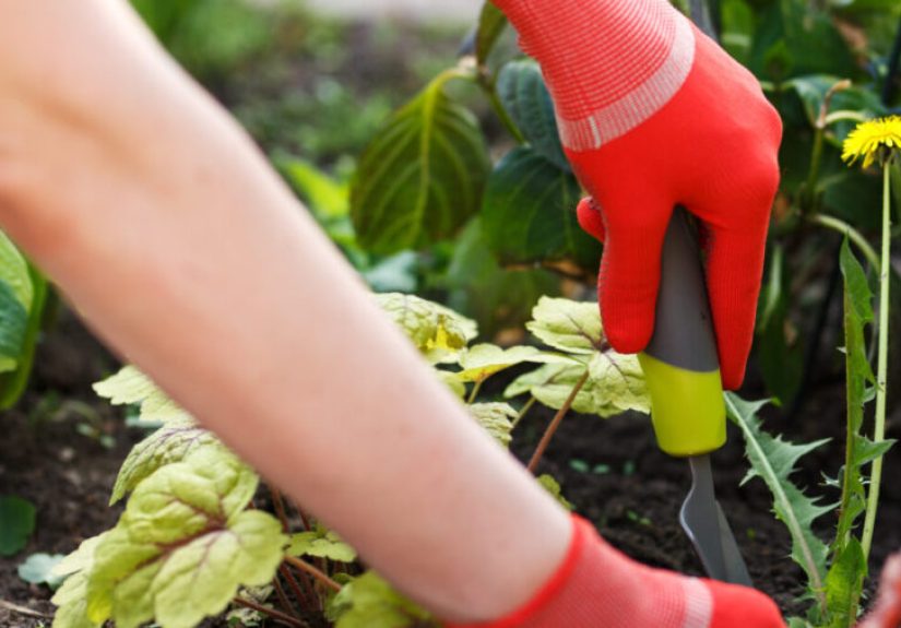 How To Kill Dandelions in Your Yard