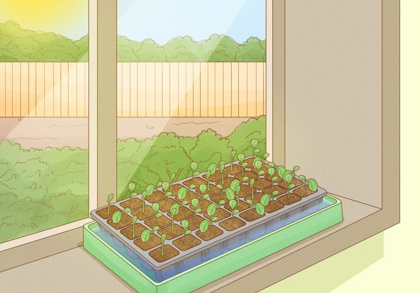 How to Plant Seeds in a Basic Seed Tray: 15 Steps