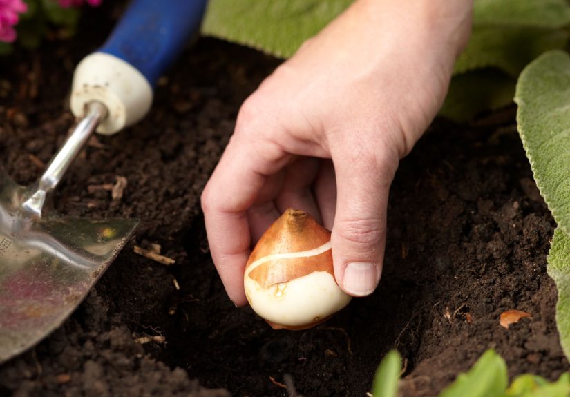 How to Plant Tulip Bulbs in Fall for Their Stunning Spring Flowers