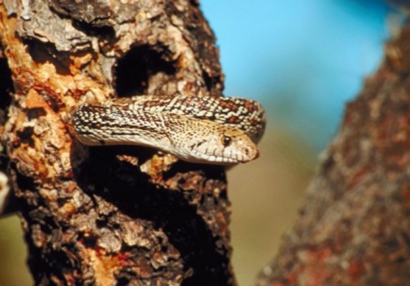 How to Prevent Snakes From Climbing Trees