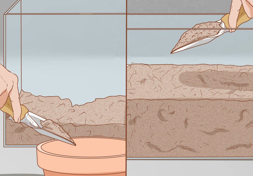 How to Set Up a Natural Environment for Pet Snails: 12 Steps