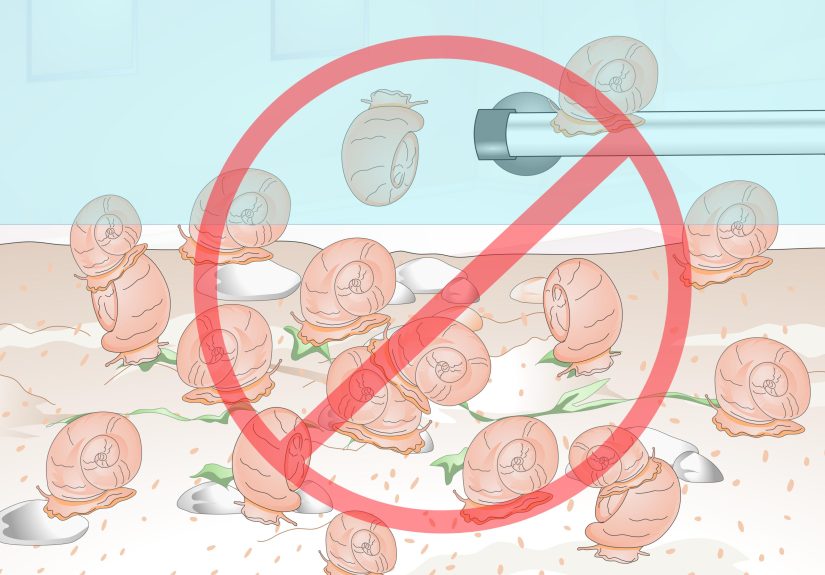 How to Take Care of an Aquatic Snail: 12 Steps