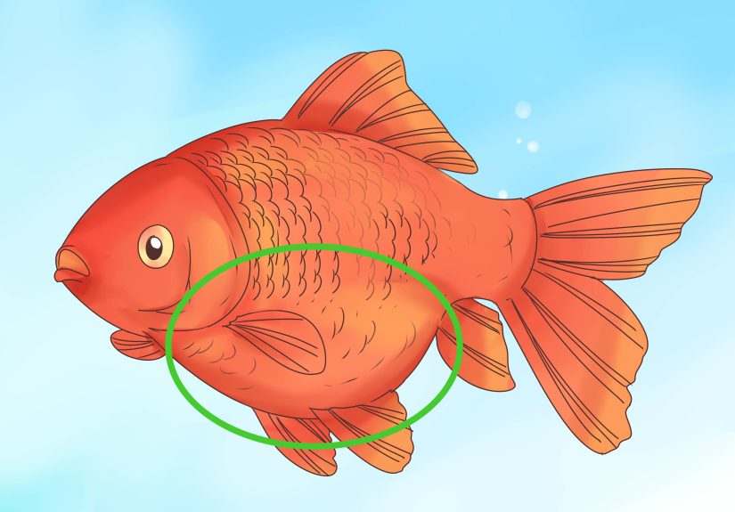 How to Tell if a Goldfish Is Pregnant: 8 Steps