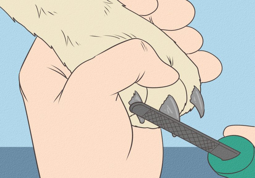 How to Trim a Dog's Nails: 11 Steps
