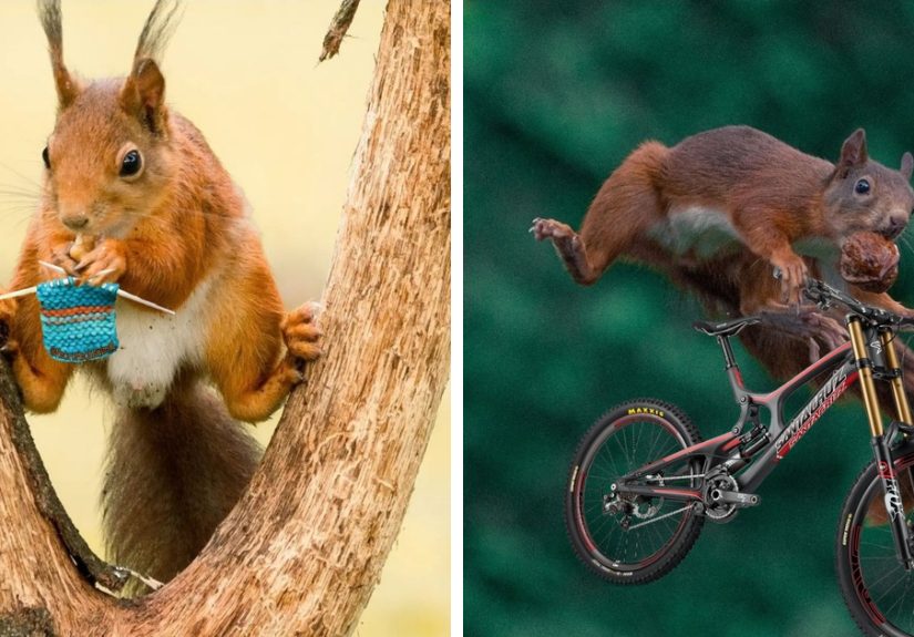 I Asked A Person On Instagram To Photoshop My Wildlife Photos, And This Is The Result (18 Pics)