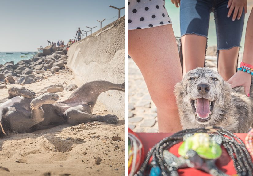 I Love Photographing Dogs, Here Are 28 Of My Pictures I Took Of Stray Dogs I Encountered In Cape Verde