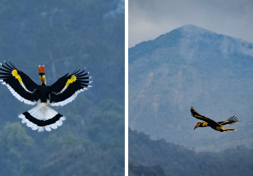 I Took Unique Photos Of Great Hornbills In India (8 Pics)