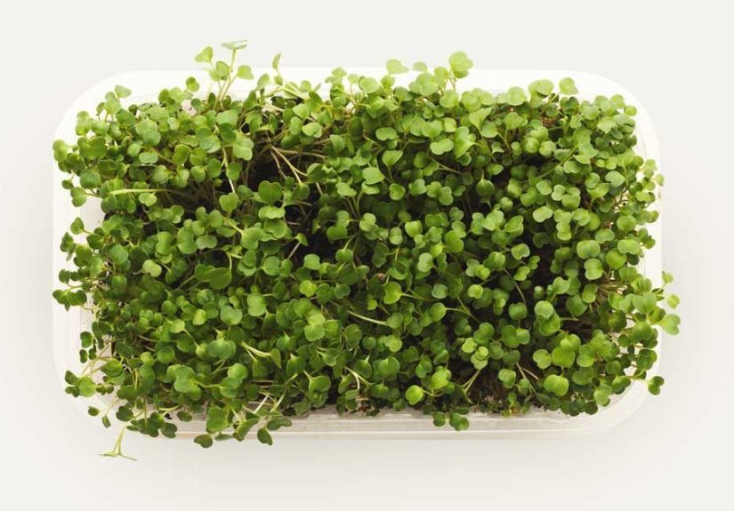 Microgreens: Health Benefits, Nutrition and How to Grow Them