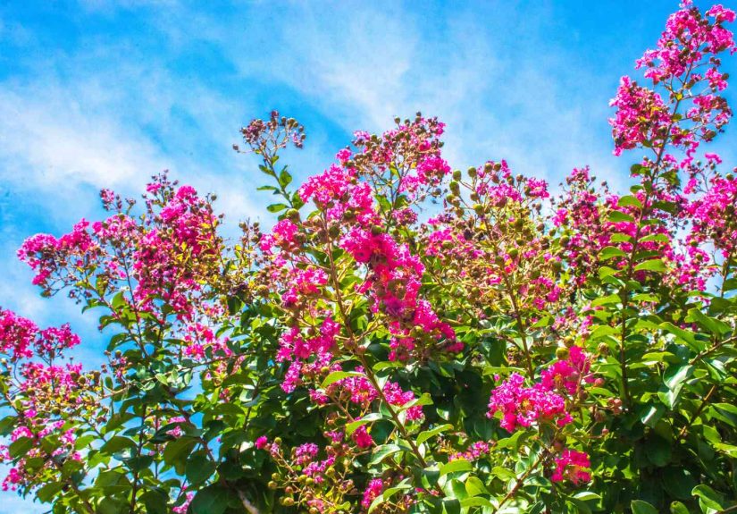 10 Fast-Growing Trees That Will Give Your Home Natural Privacy