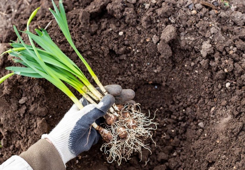 12 Vegetables and Flowers to Plant This October Before It’s Too Late